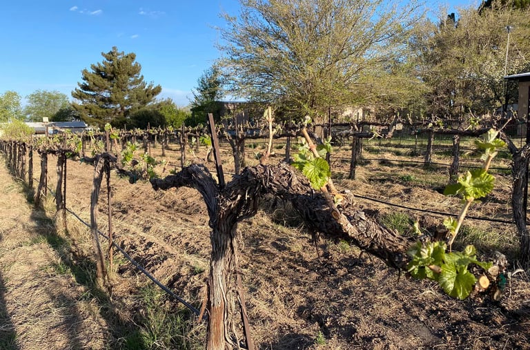 Tularosa Vineyards — wines and grapes