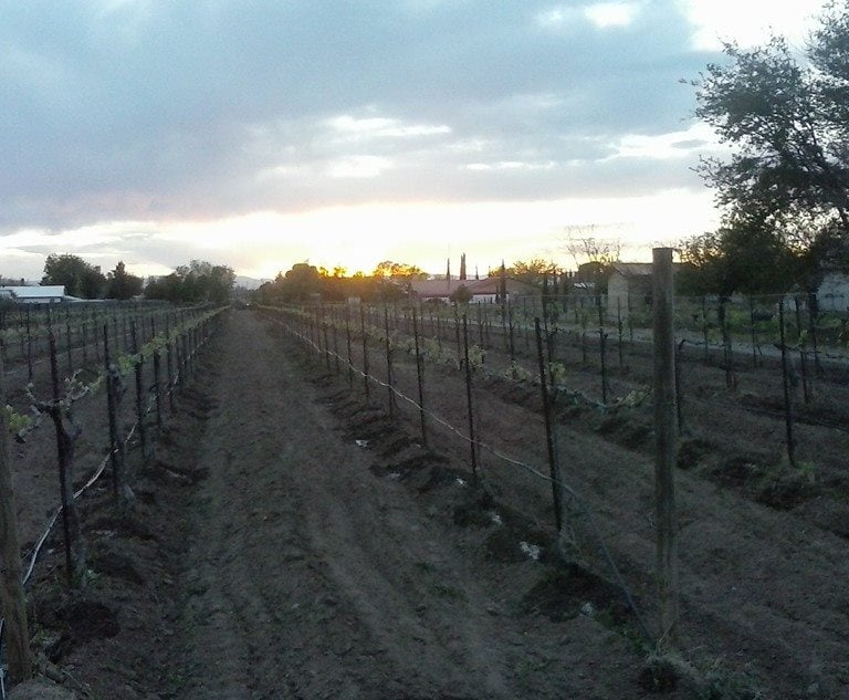 Tularosa Vineyards — winery