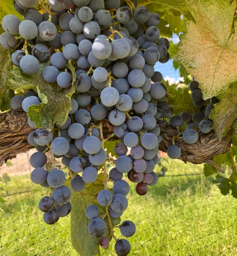Tularosa Vineyards — landscape