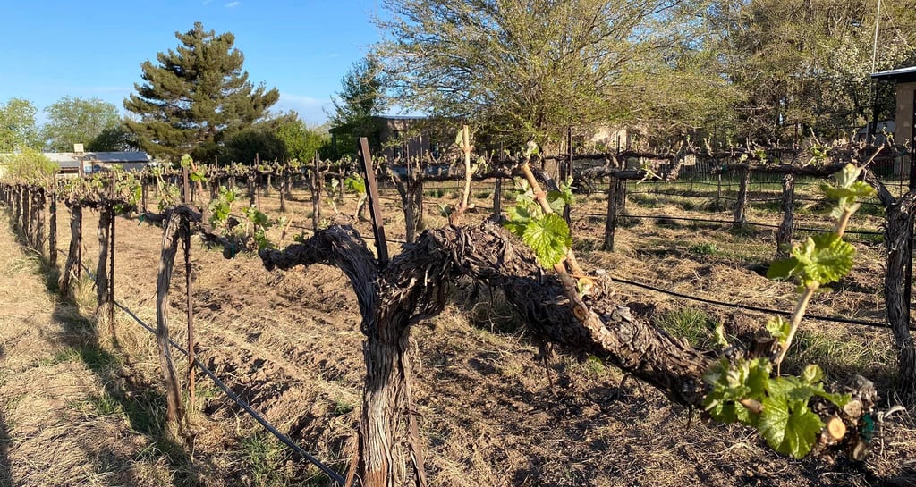 Tularosa Vineyards wines